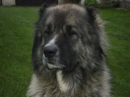 Léna, 7-ročná suka, CAC, CACIB